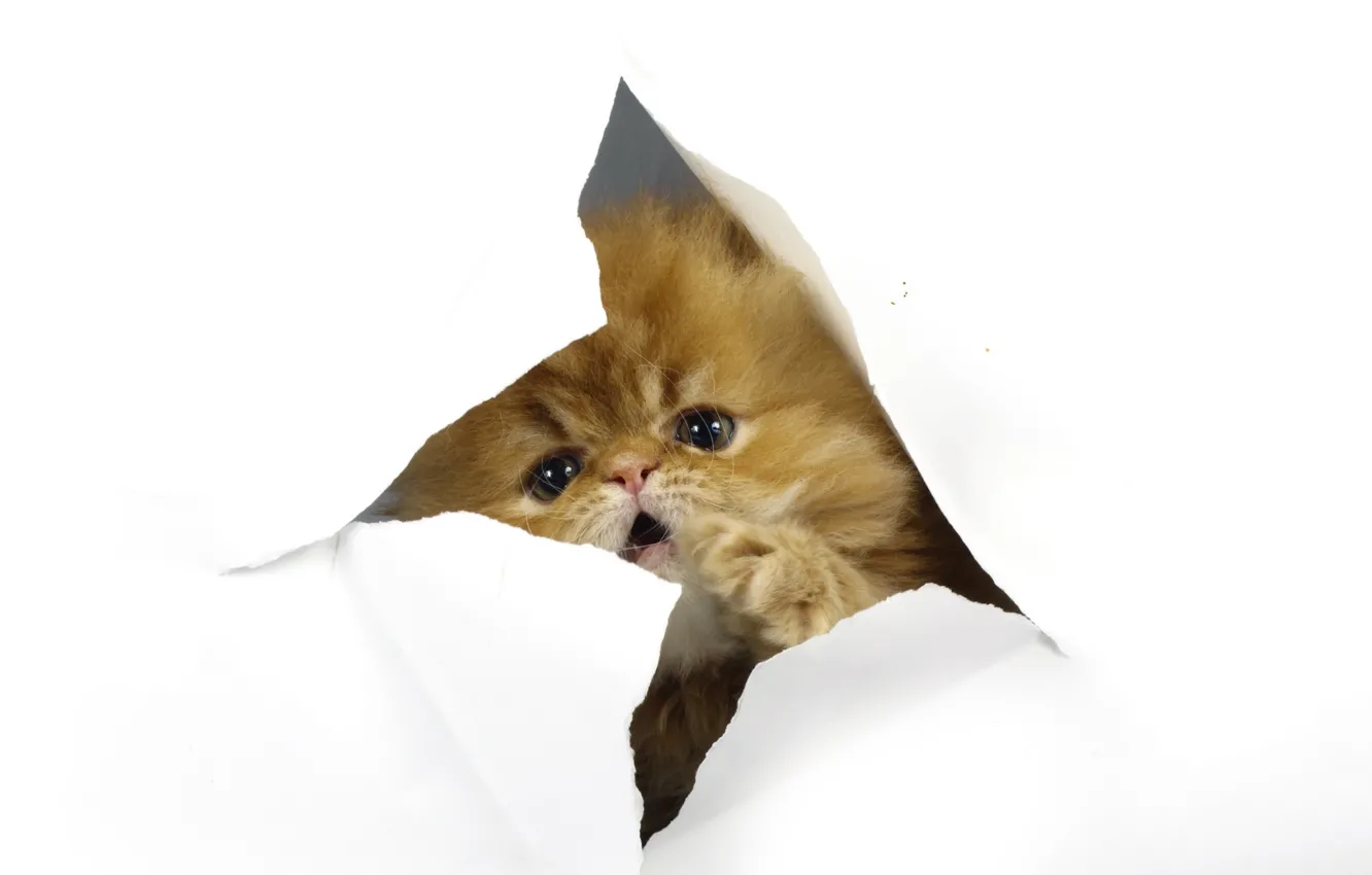 Photo wallpaper cat, paper, background