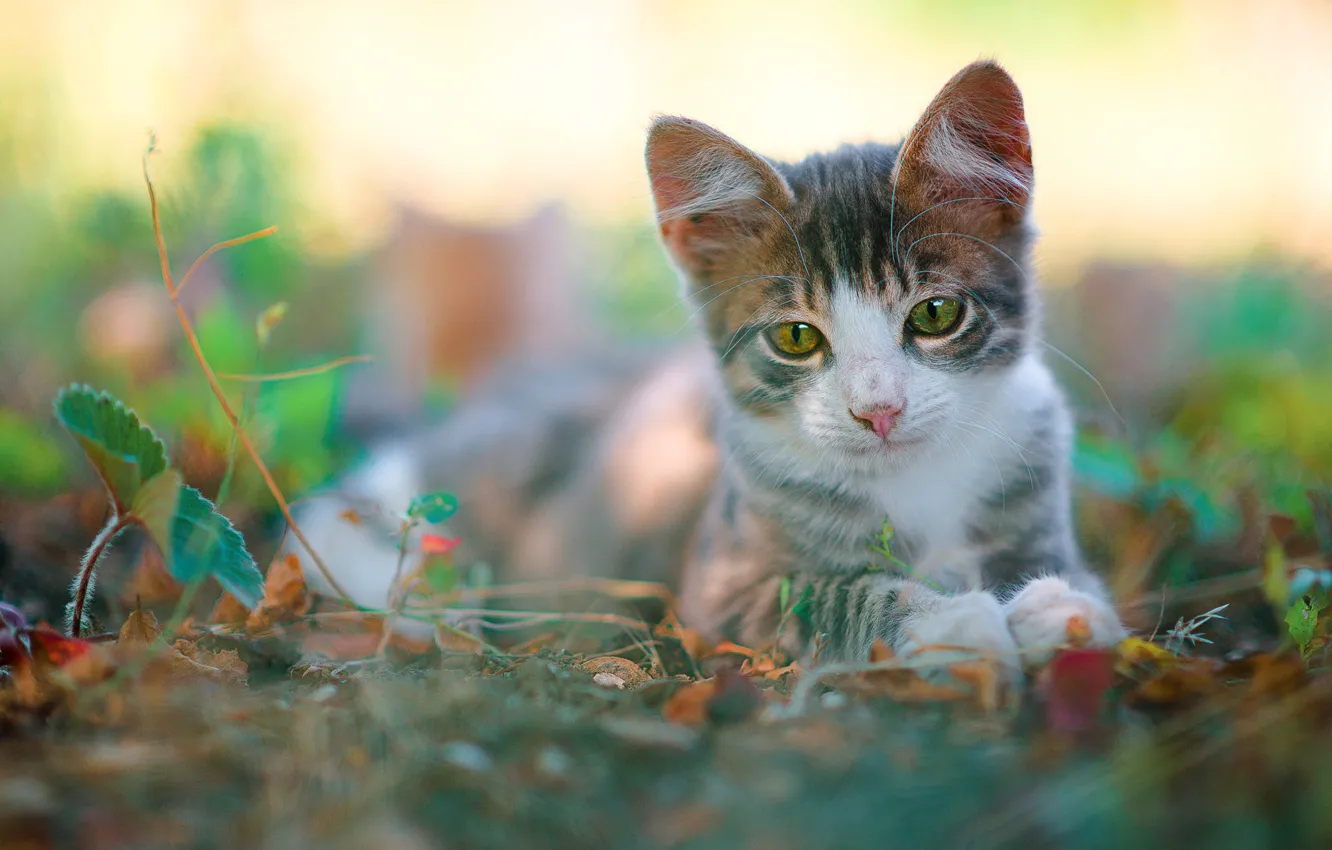 Photo wallpaper cat, look, leaves, nature, kitty, grey, blur, baby