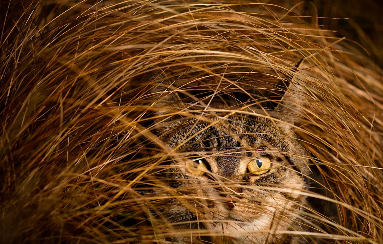 Photo wallpaper grass, eyes, cat, look