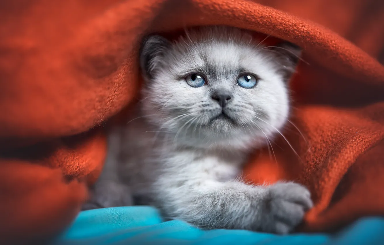 Photo wallpaper cat, look, blue, red, grey, sweetheart, portrait, legs