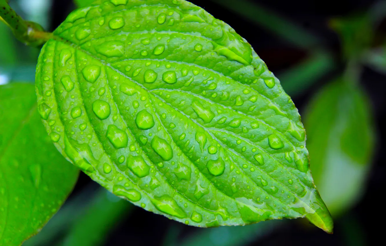 Photo wallpaper water, drops, leaf