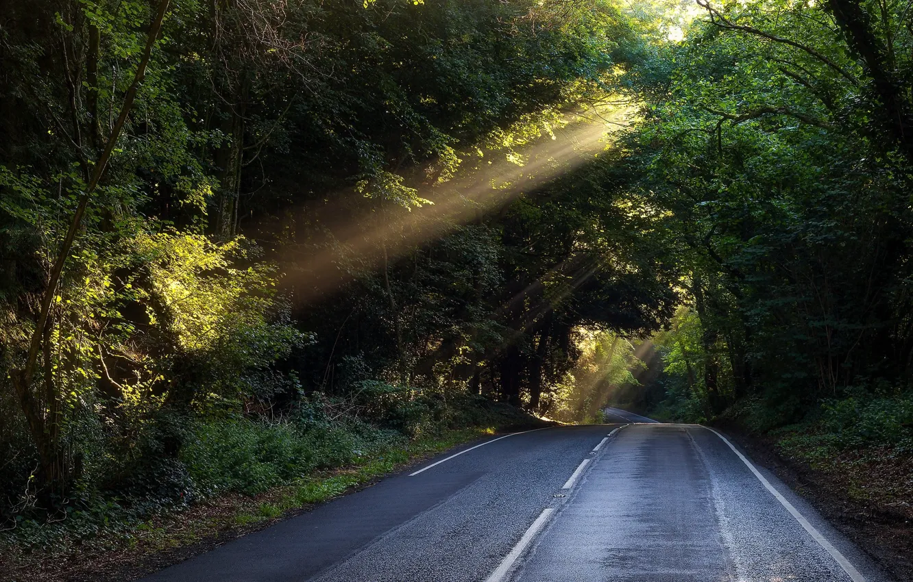Photo wallpaper Road, Forest, Rays