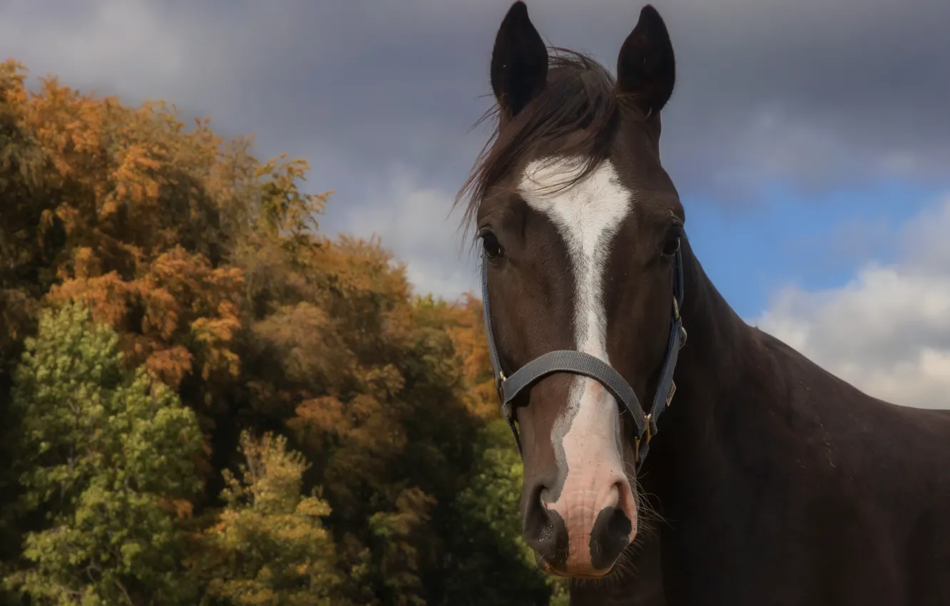Photo wallpaper autumn, look, face, trees, horse, horse