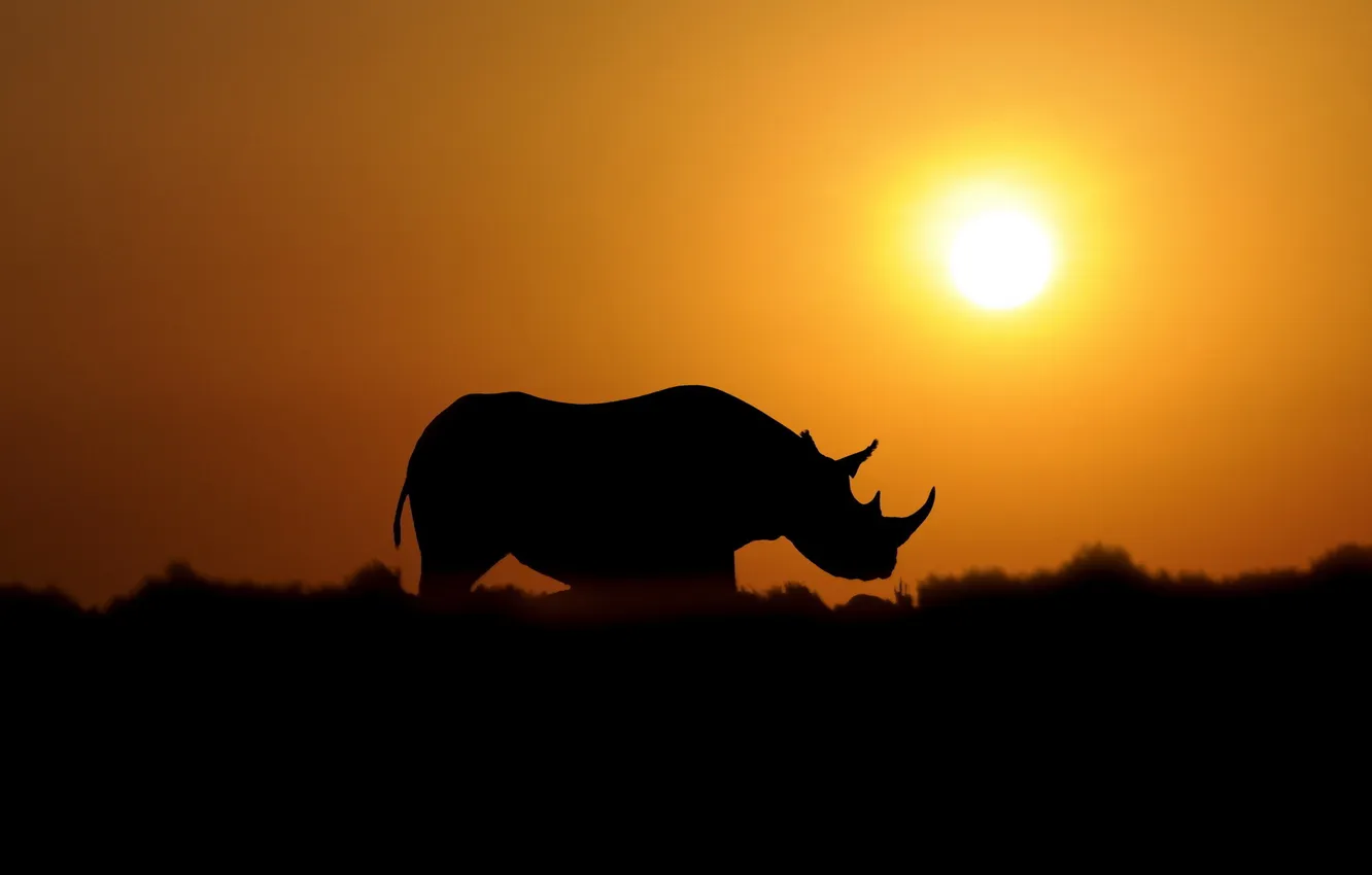 Photo wallpaper the sky, the sun, sunset, nature, silhouette, Rhino