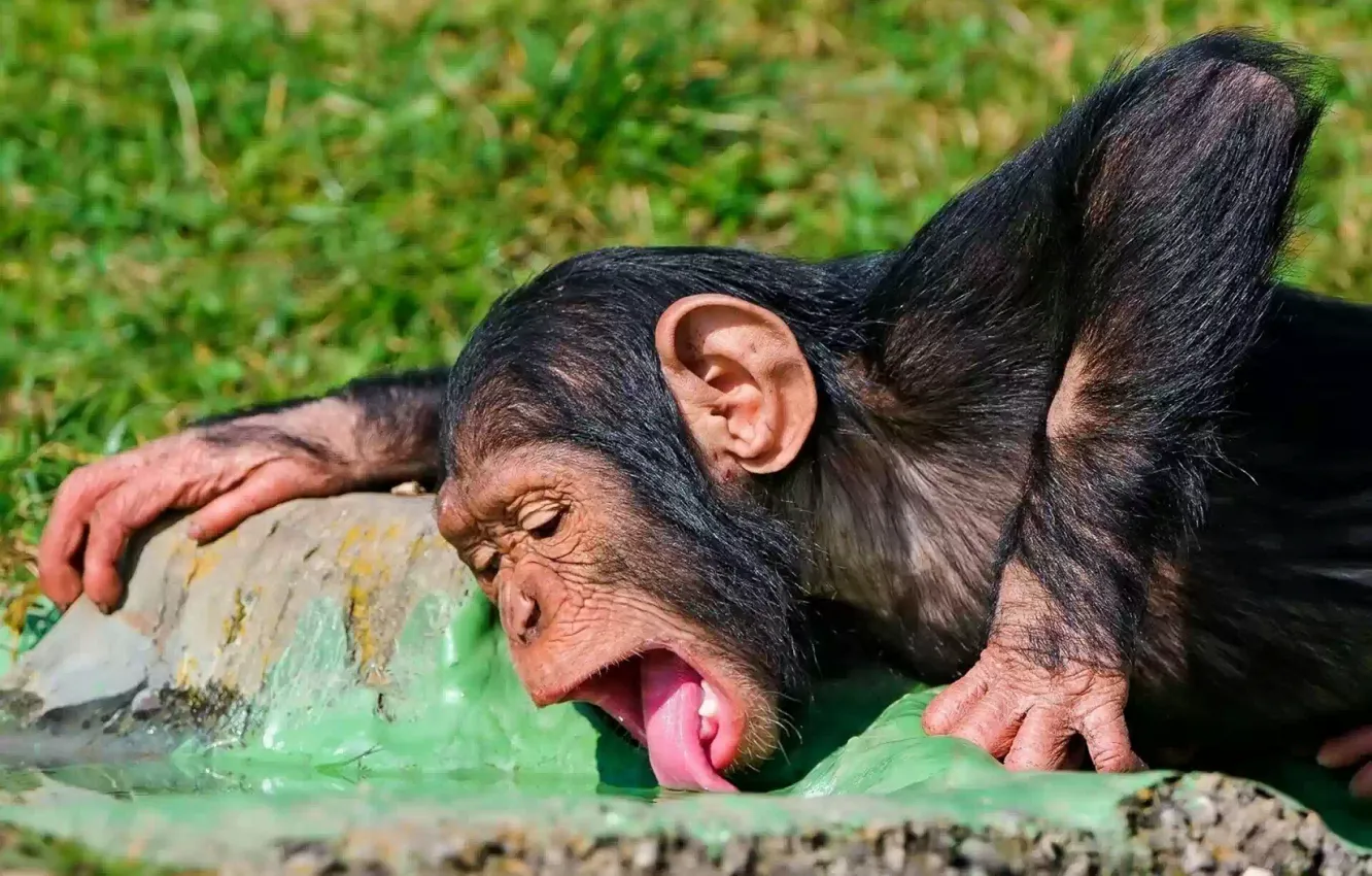 Photo wallpaper water, thirst, monkey, yesterday