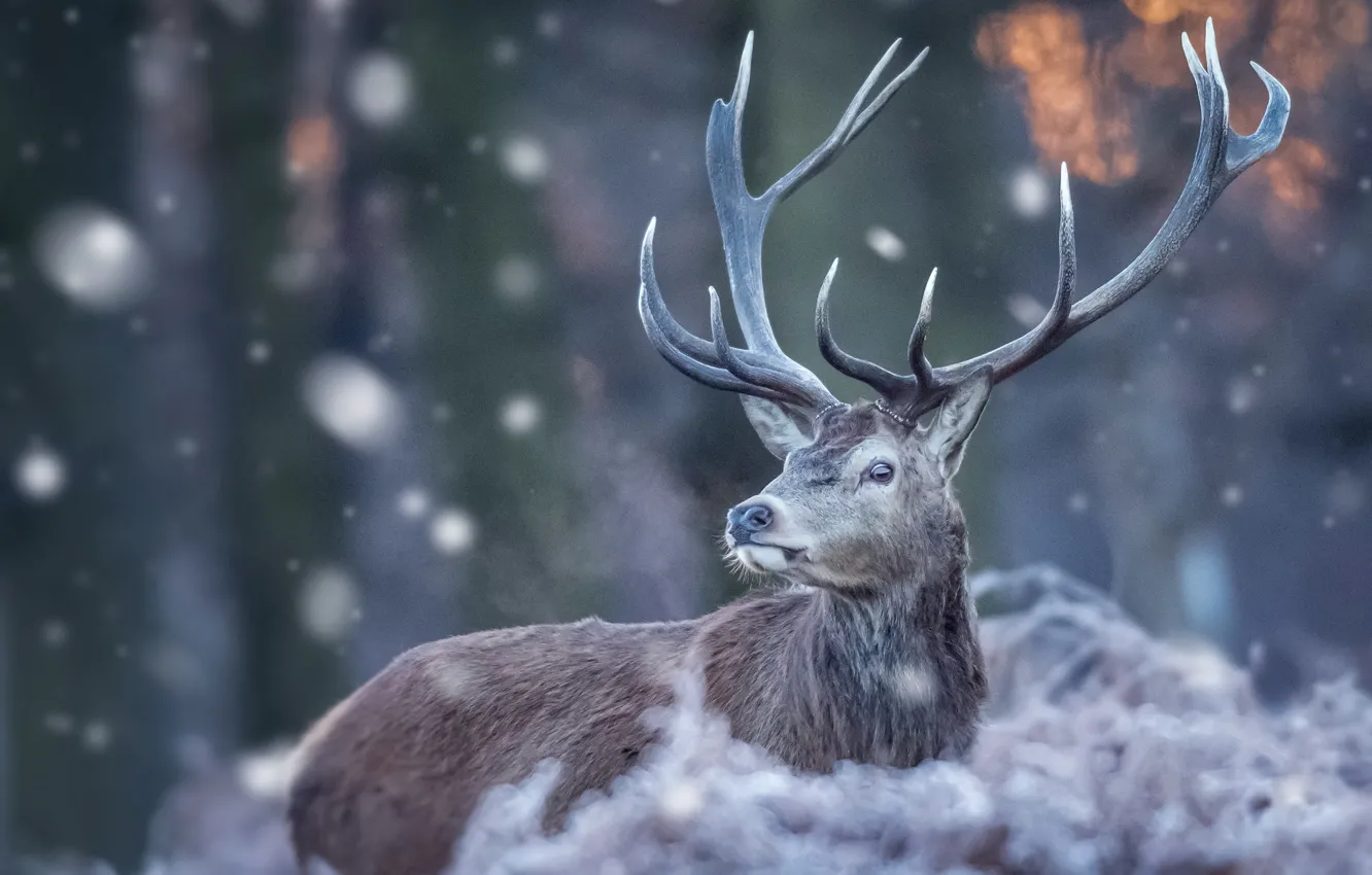 Photo wallpaper winter, nature, deer, horns, snowfall, bokeh