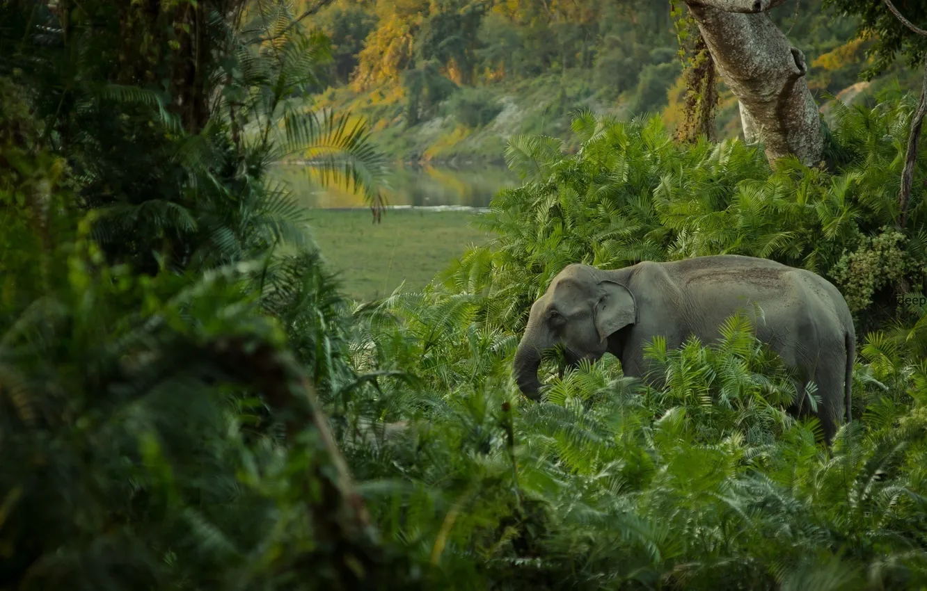 Photo wallpaper trees, nature, animal, elephant, plant, jungle, fern, trees