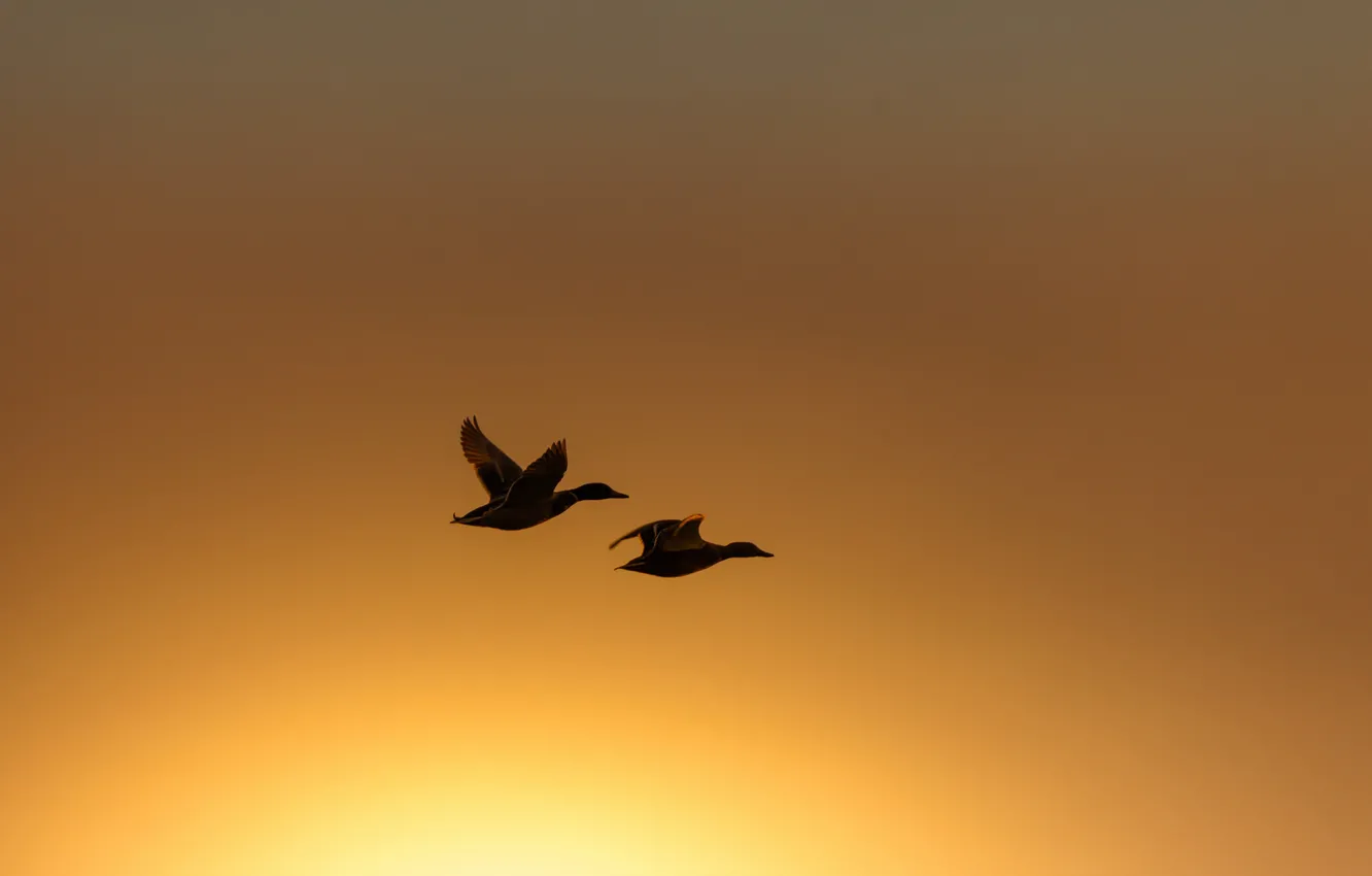 Photo wallpaper birds, night, duck, flight