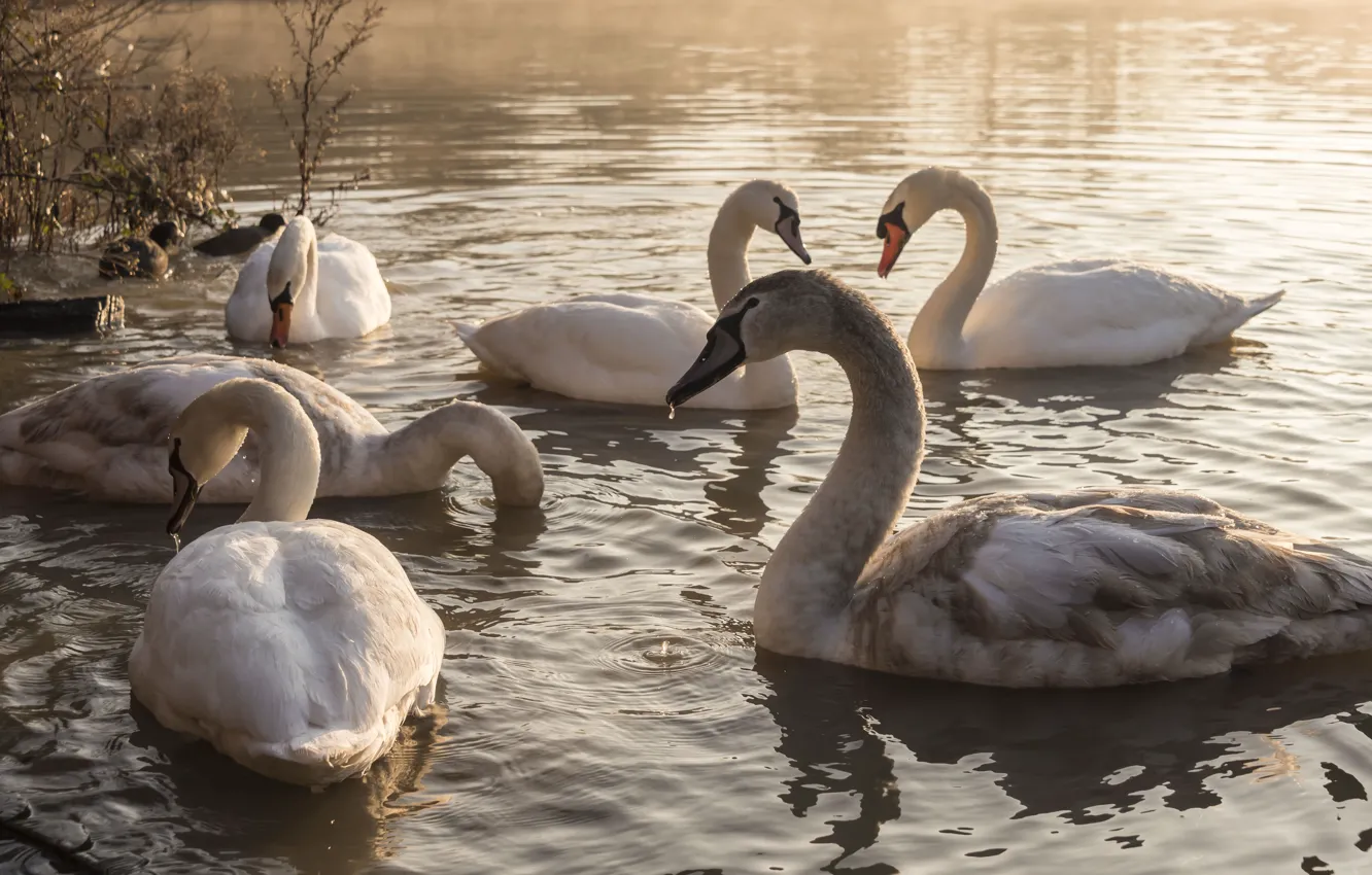 Photo wallpaper birds, pack, swans, pond, swimming