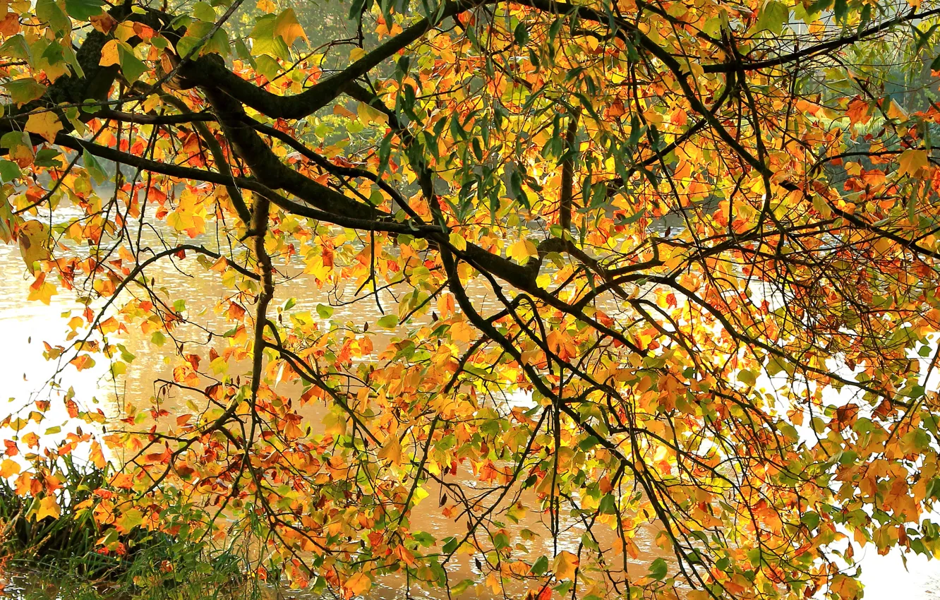 Photo wallpaper autumn, leaves, branches, river, tree