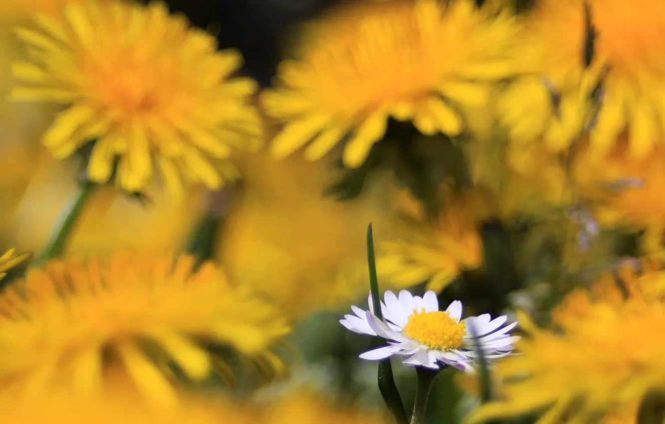 Photo wallpaper MACRO, DANDELIONS, DAISY