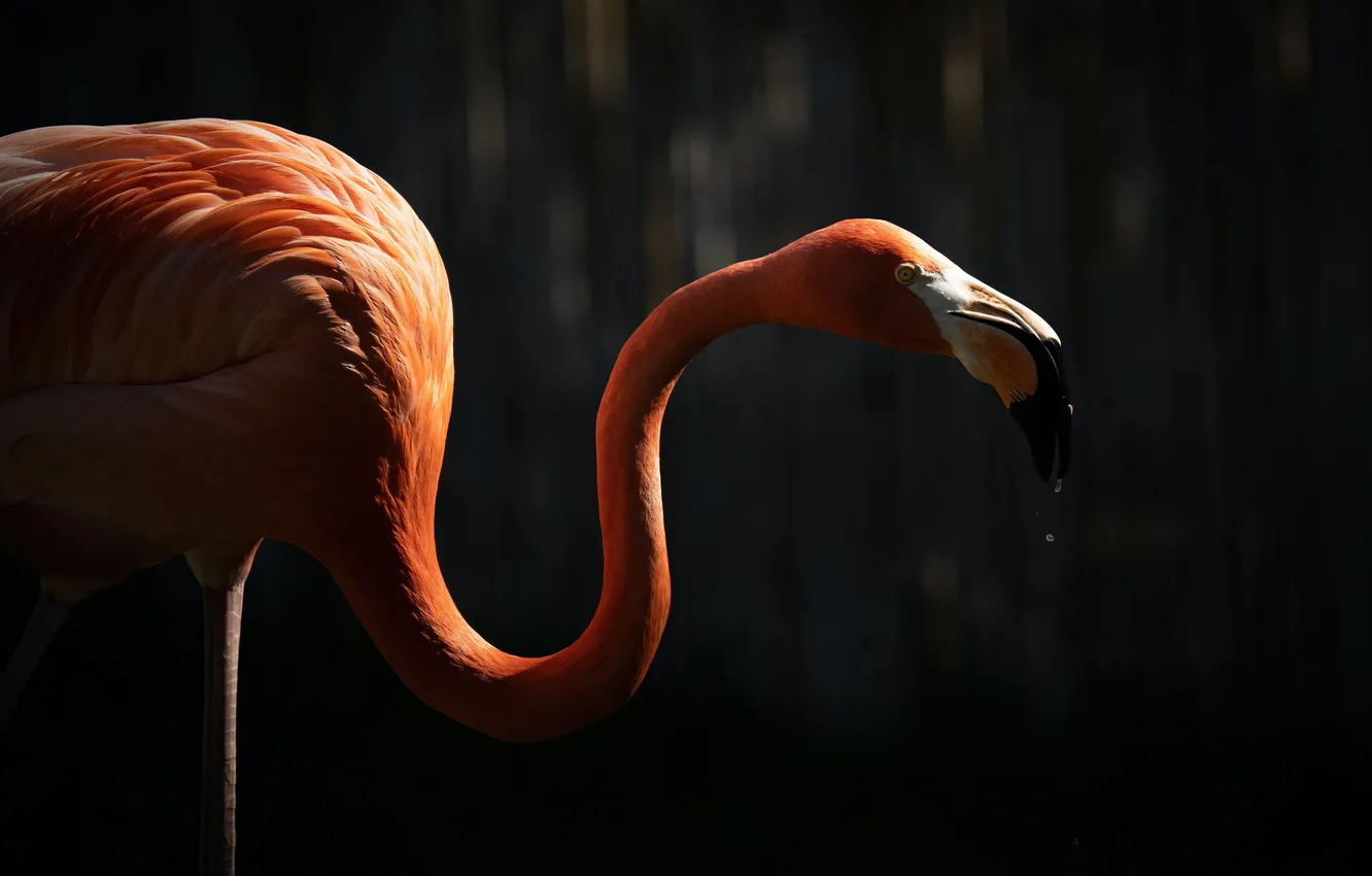 Photo wallpaper animal, bird, pink flamingo