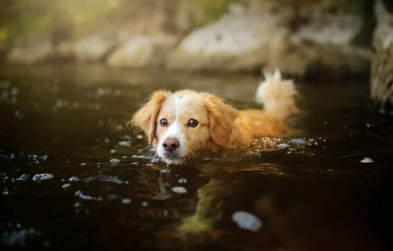 Photo wallpaper water, dog, puppy
