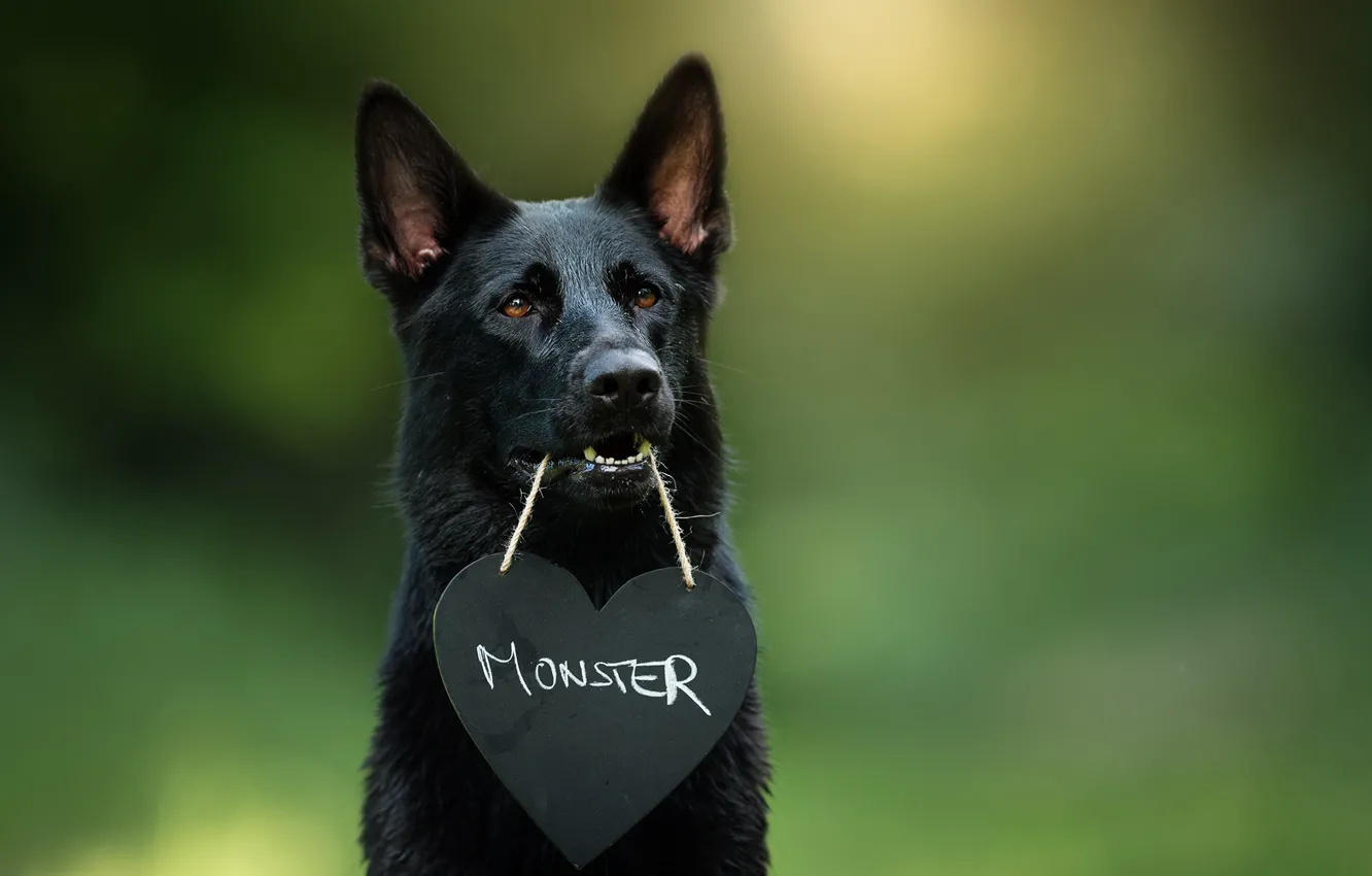 Photo wallpaper look, each, dog