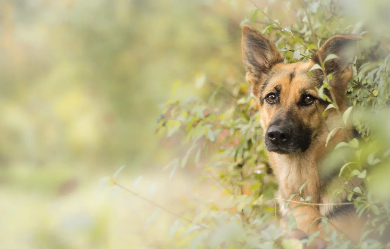 Photo wallpaper look, each, dog