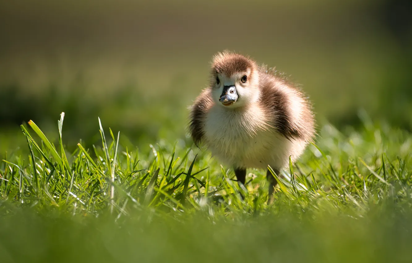 Photo wallpaper grass, bird, glade, duck, baby, duck, Chicks, bokeh