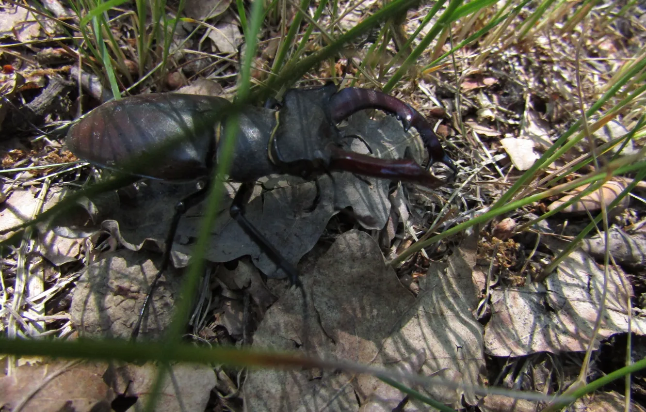 Photo wallpaper summer, grass, insects, nature, beetle, horns, stag beetle