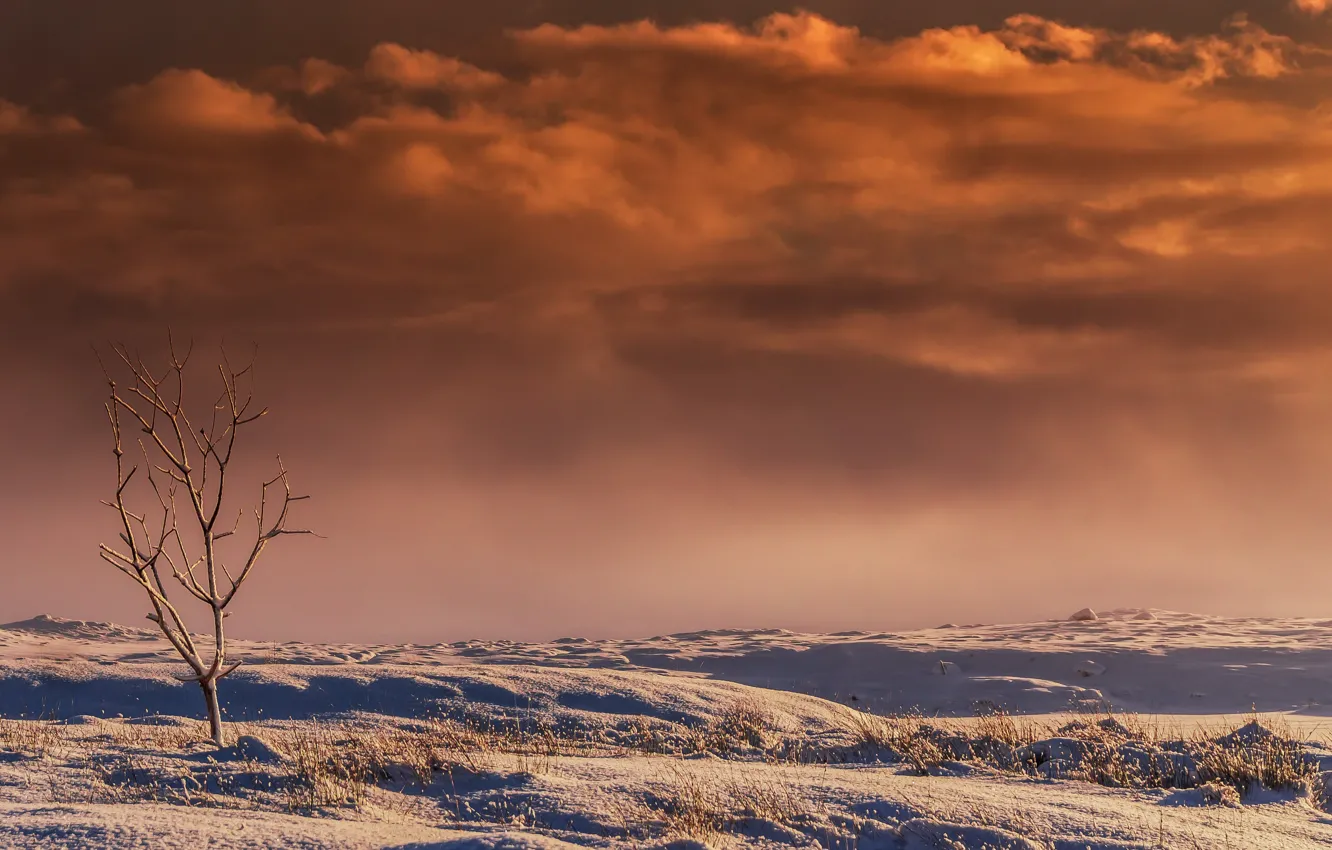 Photo wallpaper winter, field, snow, trees