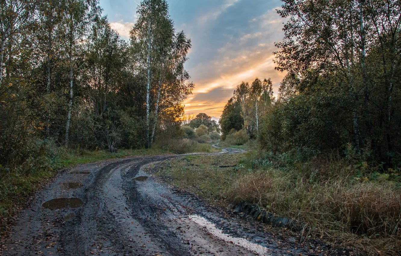Photo wallpaper forest, sunset, nature, Alexander, dirt road