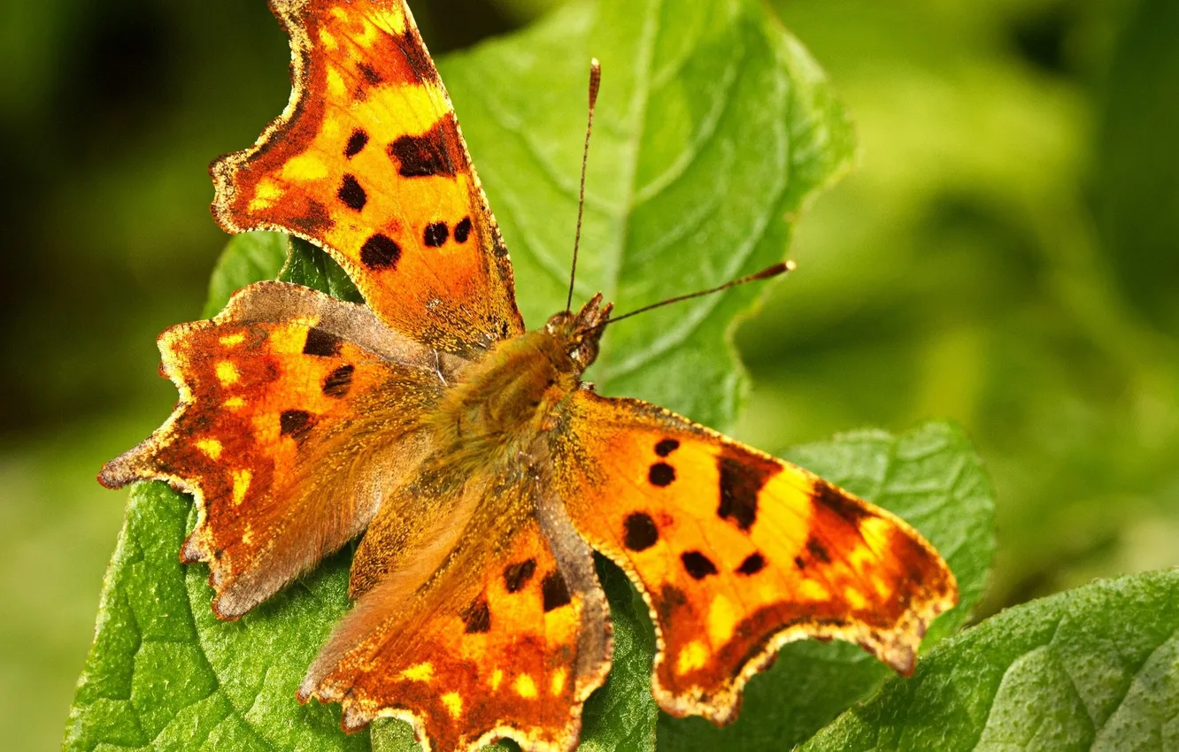 Photo wallpaper butterfly, wings, closeup, green leaf