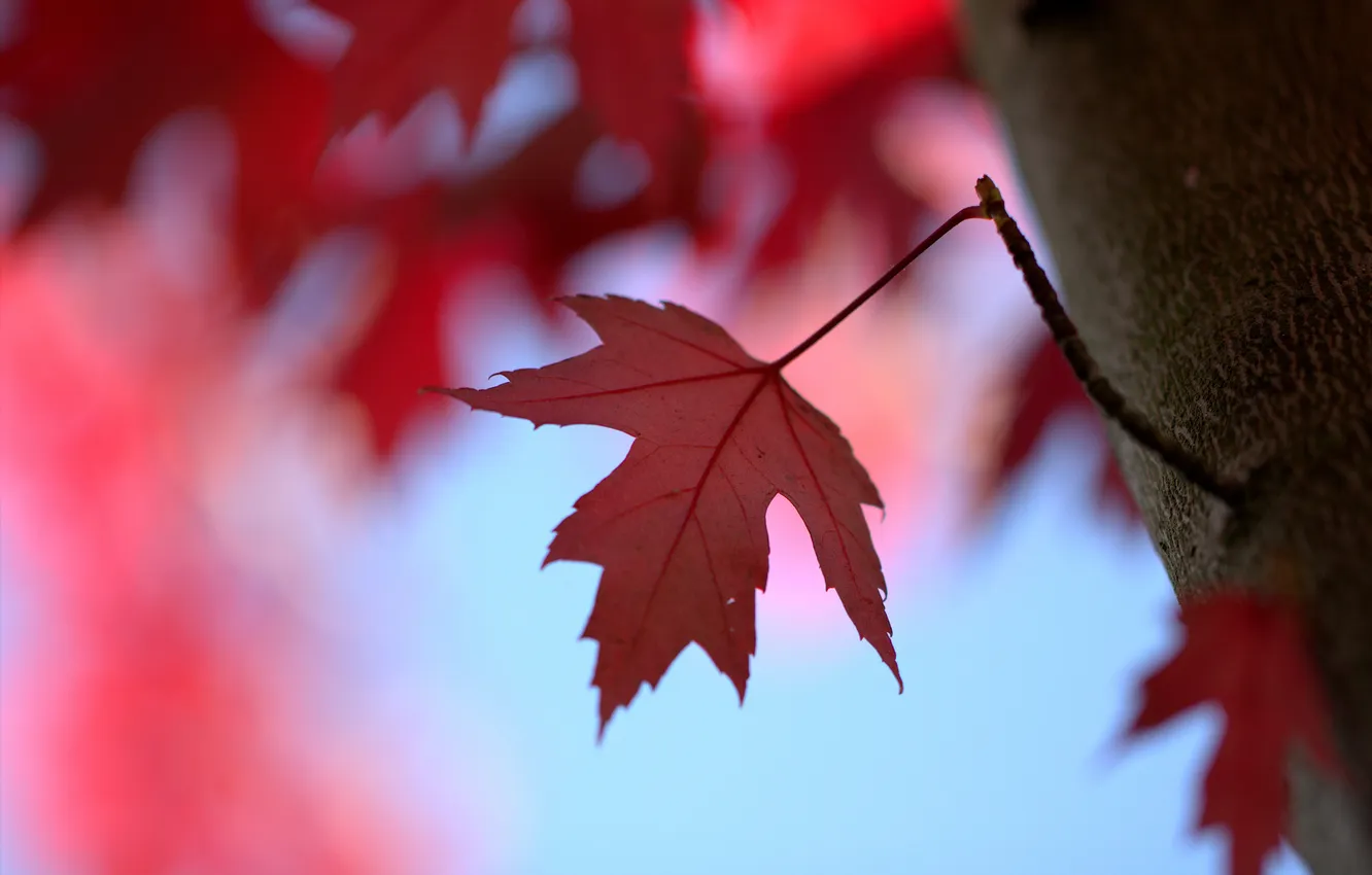 Photo wallpaper leaves, trees, branches, red, maple