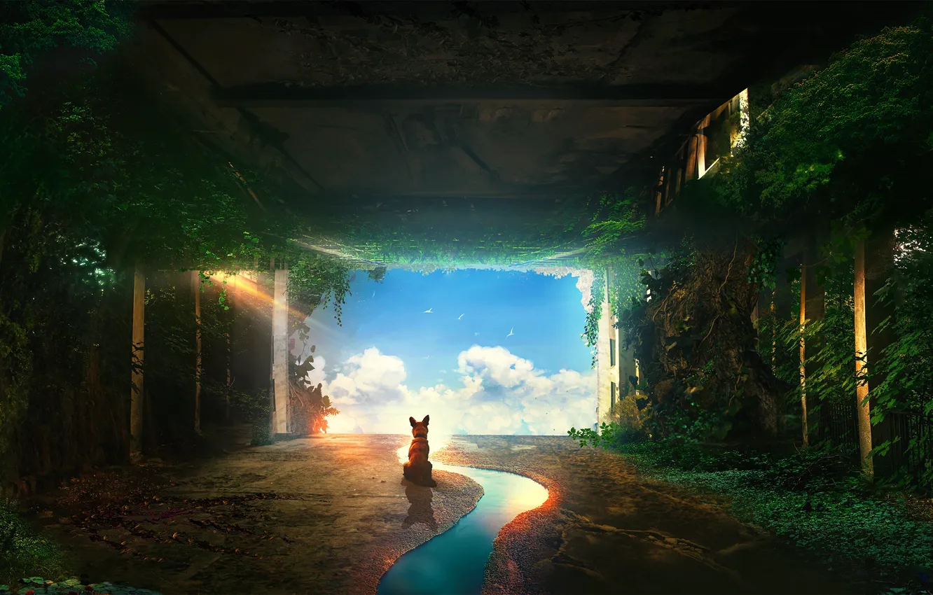 Photo wallpaper the sky, water, dog, tunnel, by t1na