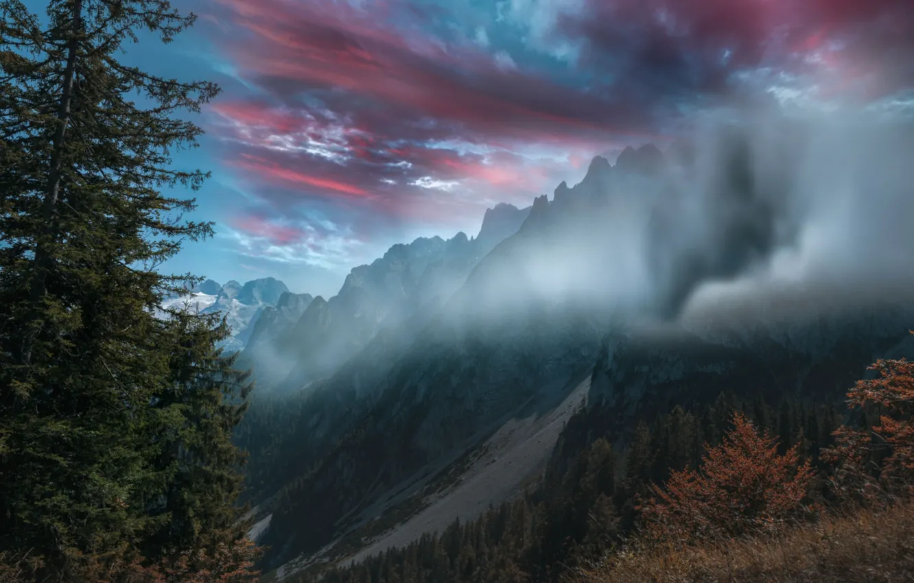 Photo wallpaper mountains, fog, tree, spruce