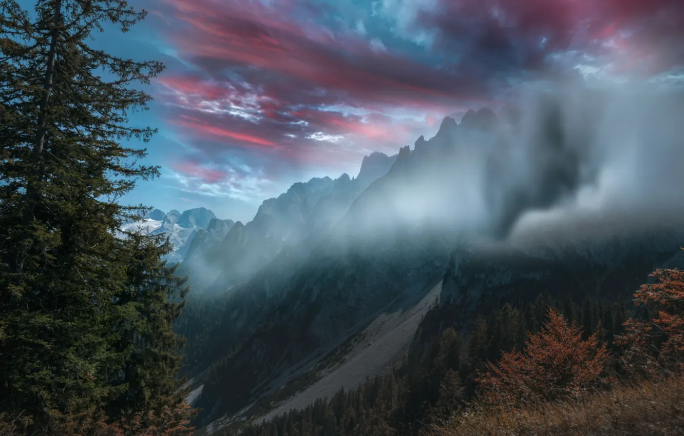 Photo wallpaper trees, mountains, fog, spruce