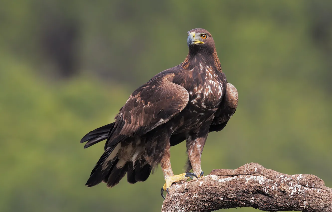 Photo wallpaper bird, predator, snag, Eagle