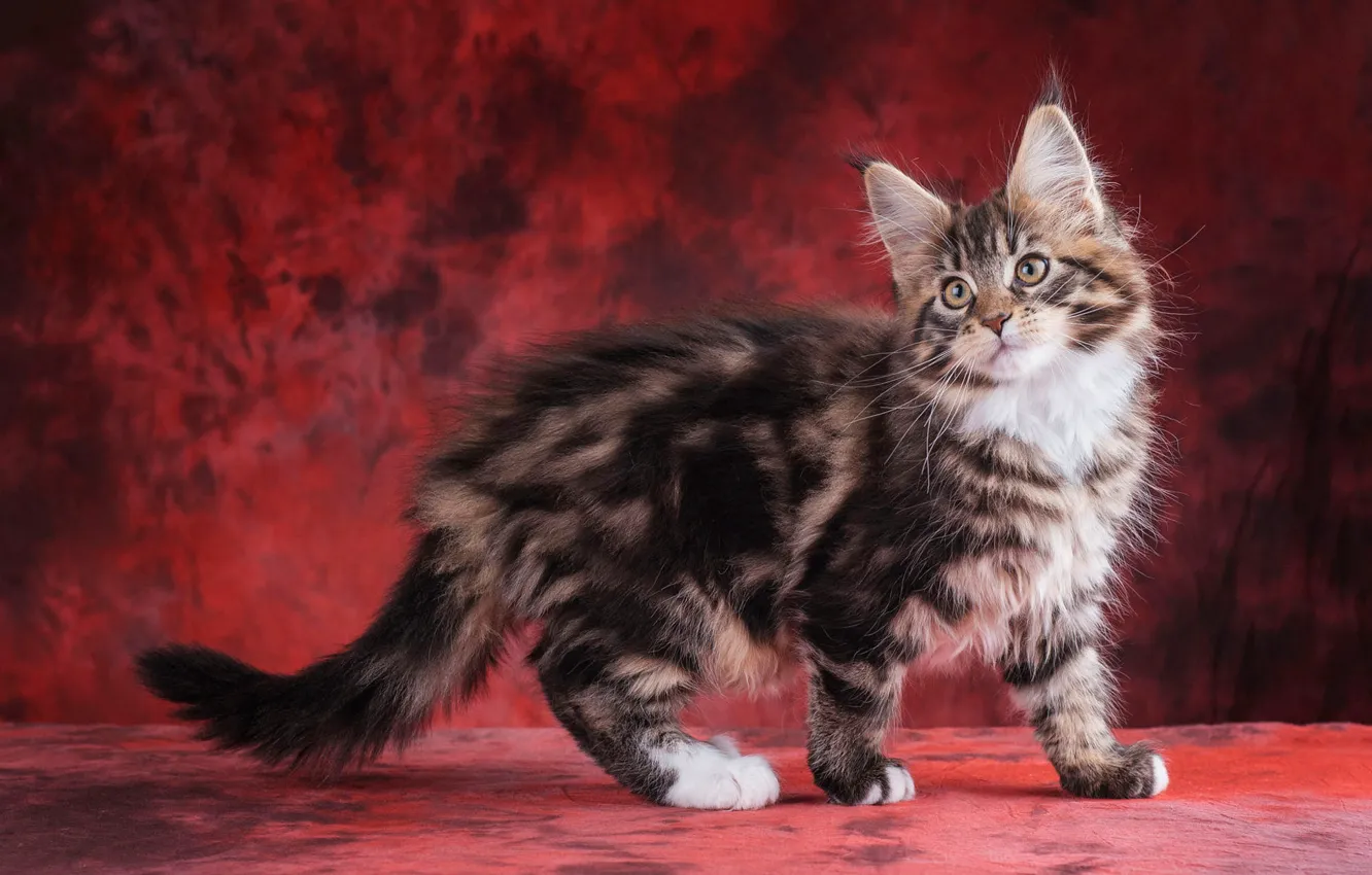 Photo wallpaper cat, look, face, pose, grey, fluffy, is, ears