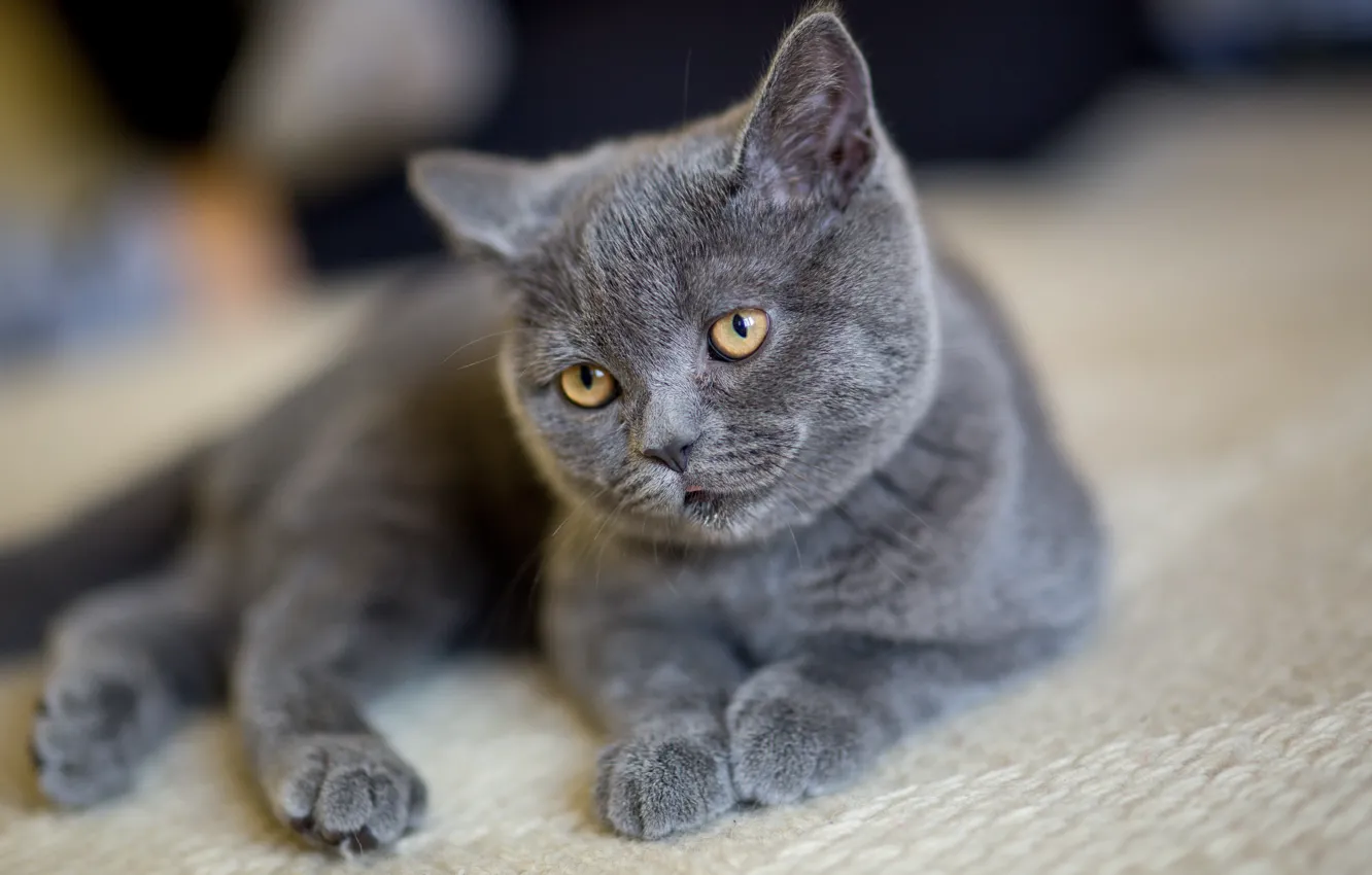 Photo wallpaper cat, cat, look, pose, grey, portrait, floor, lies