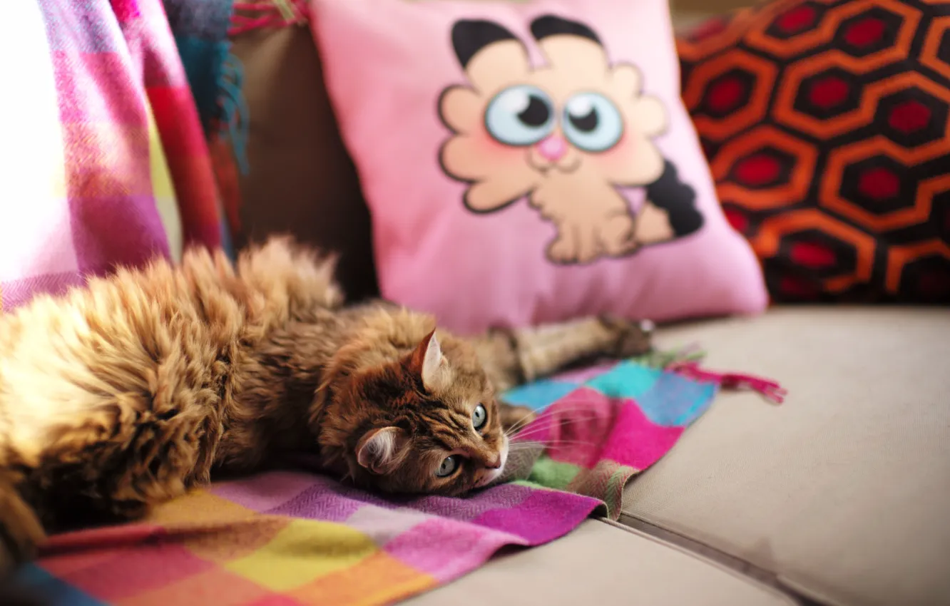 Photo wallpaper cat, lies, sofa, pose, look, brown, face, plaid