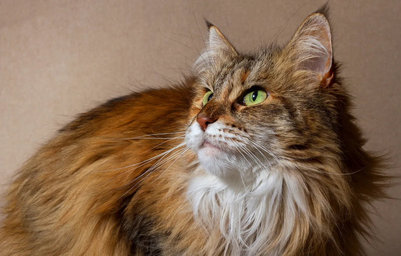 Photo wallpaper cat, cat, look, face, background, sitting, Maine Coon