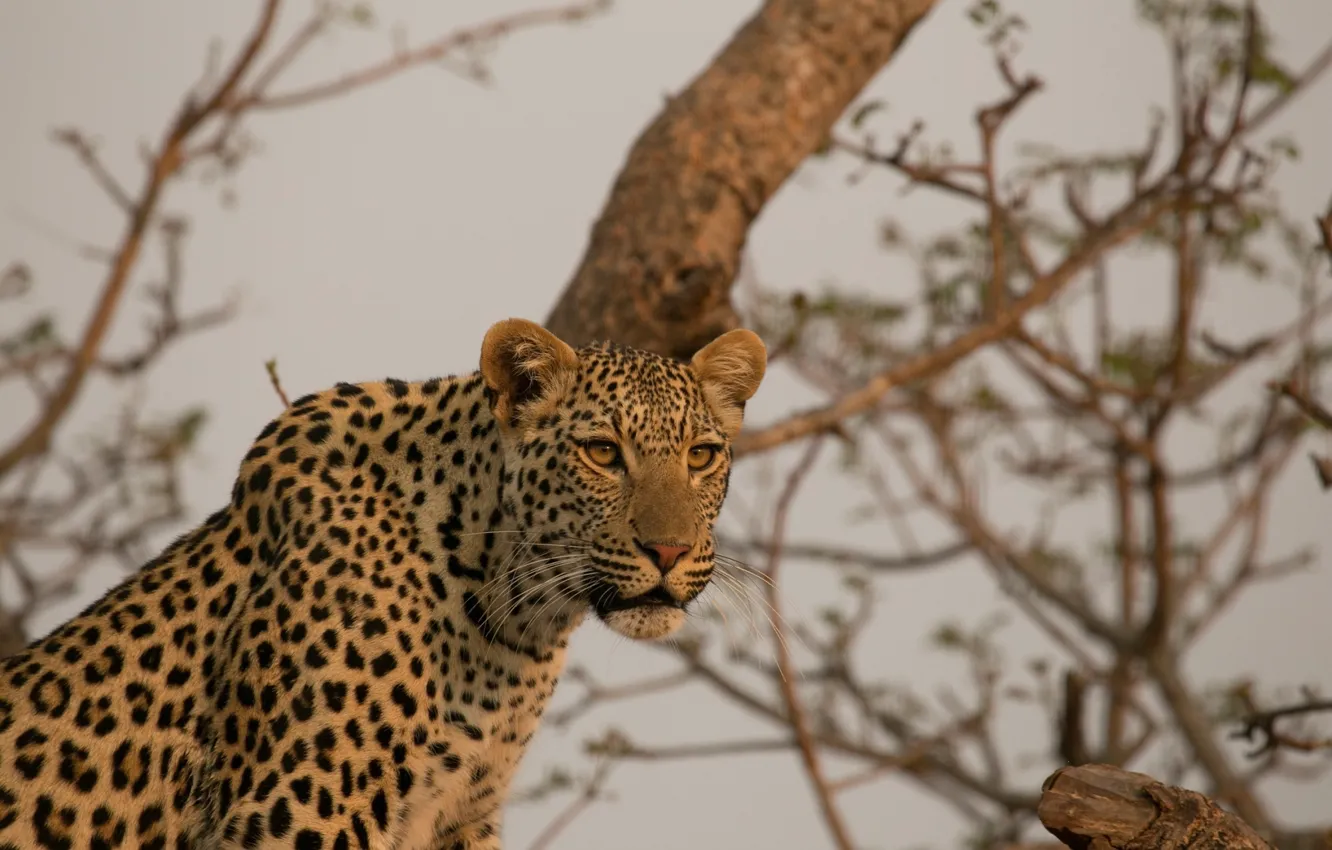 Photo wallpaper face, predator, leopard, Africa, wild cat