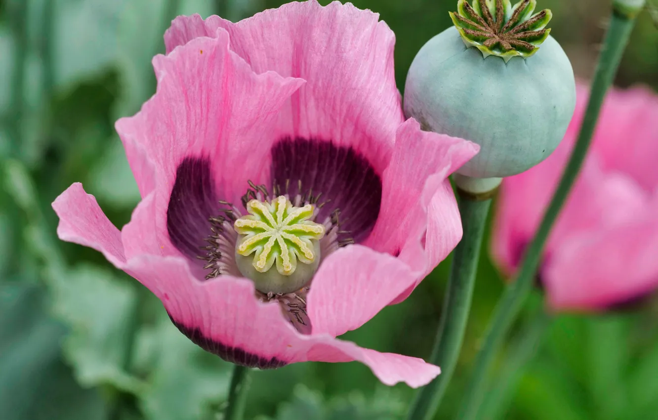 Photo wallpaper macro, Maki, box