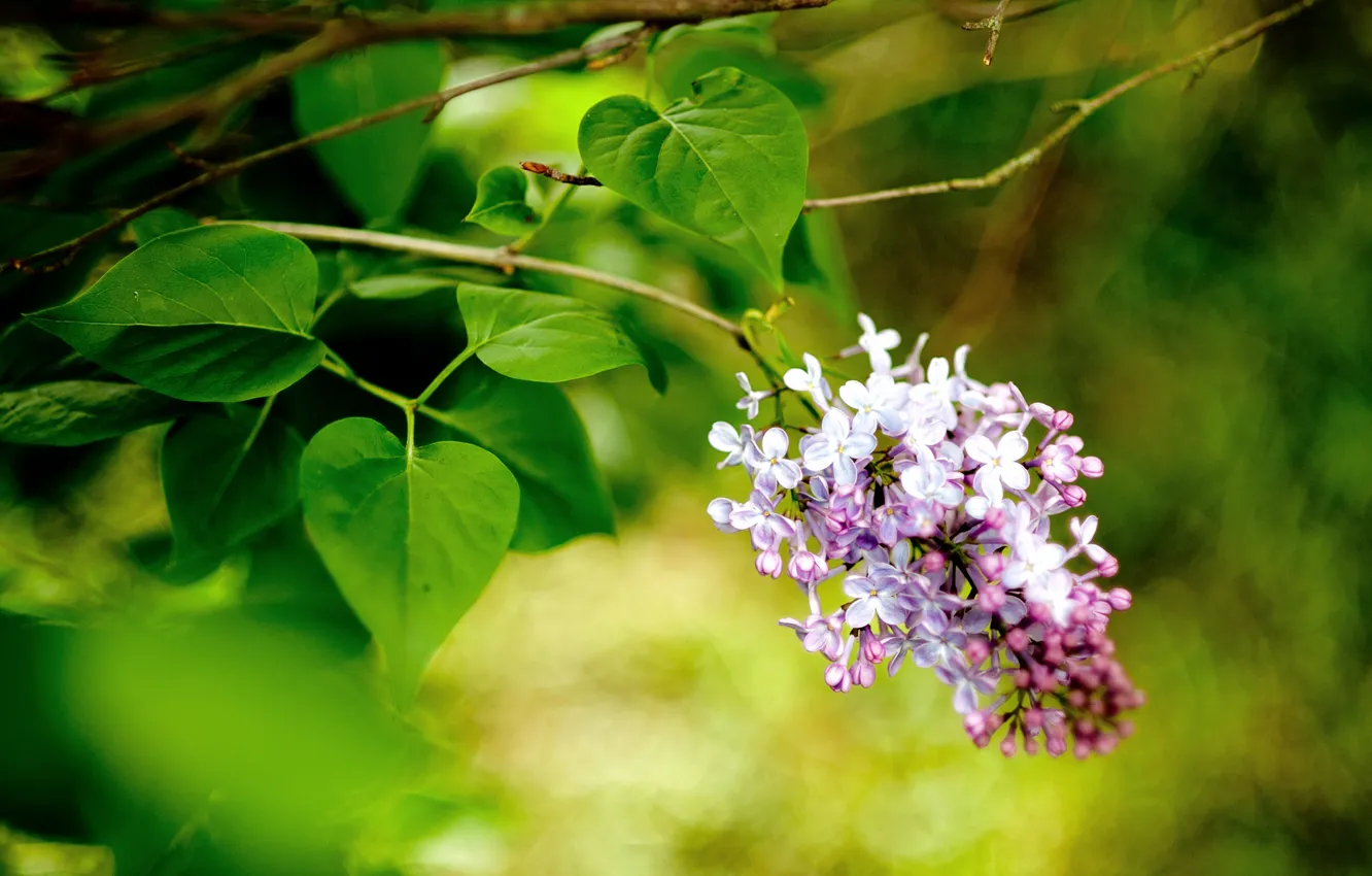 Photo wallpaper macro, flowers, branch, spring, lilac