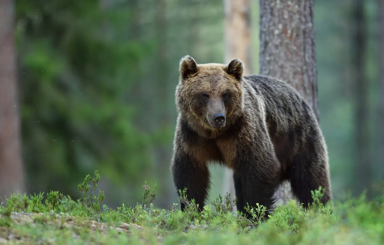 Photo wallpaper forest, look, face, trees, pose, bear, trunk, brown