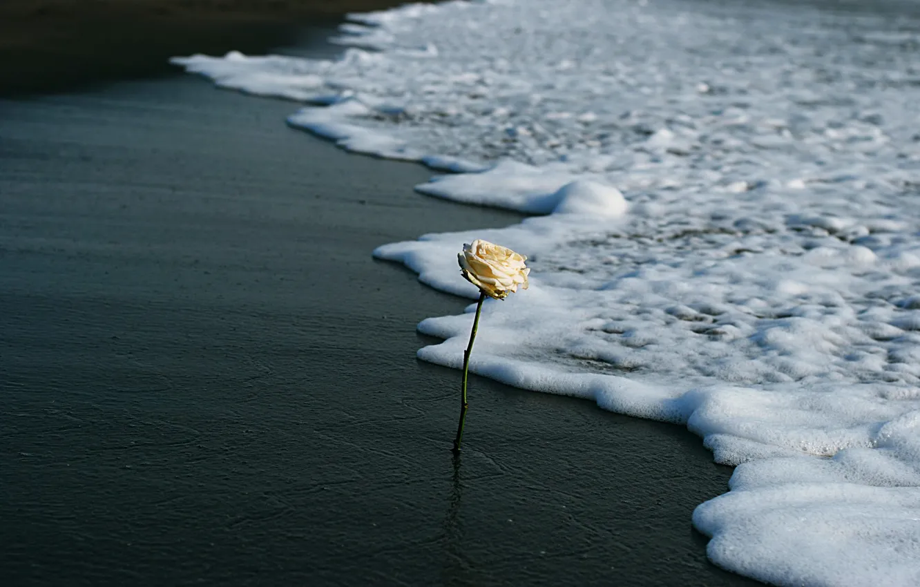 Photo wallpaper sea, flower, shore