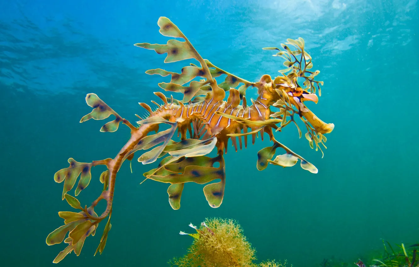 Photo wallpaper sea, the ocean, seahorse-the ragpicker