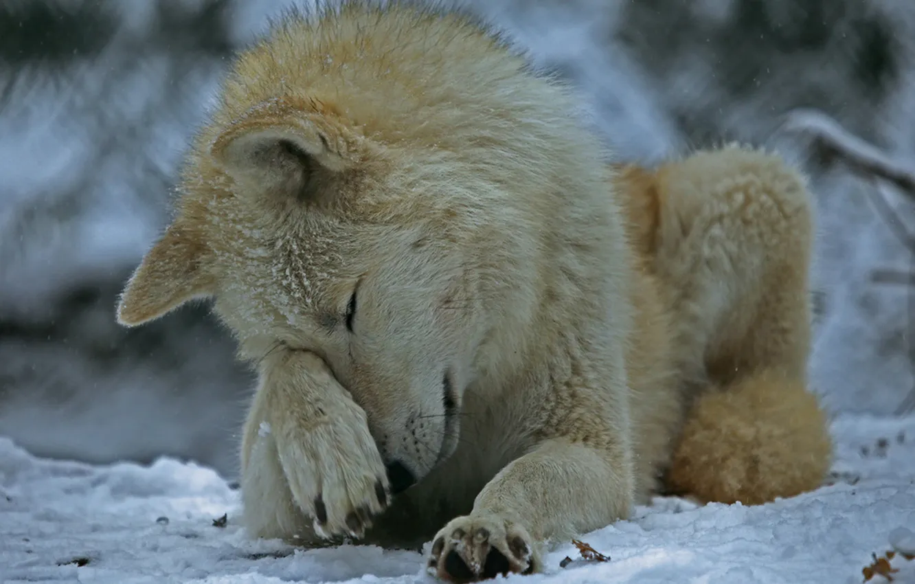 Photo wallpaper Predator, nature, snow, face, animal, wolf, canis lupus, wildlife