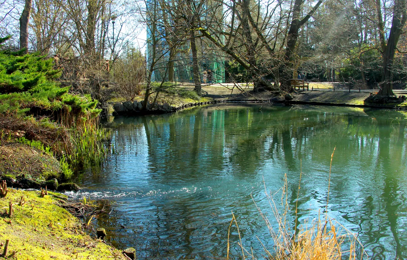 Photo wallpaper water, park, lake, tree, pond