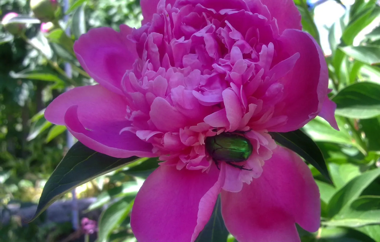 Photo wallpaper greens, summer, flowers, heat, bug, peonies