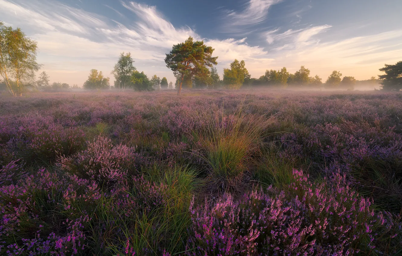 Photo wallpaper field, summer, the sky, grass, clouds, trees, flowers, fog