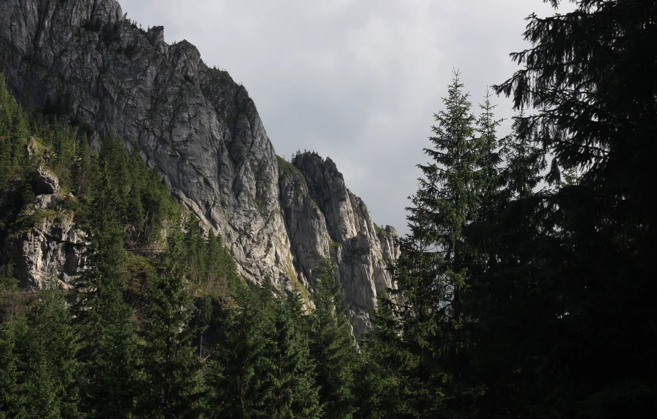 Photo wallpaper forest, the sky, clouds, trees, mountains, clouds, nature, rocks