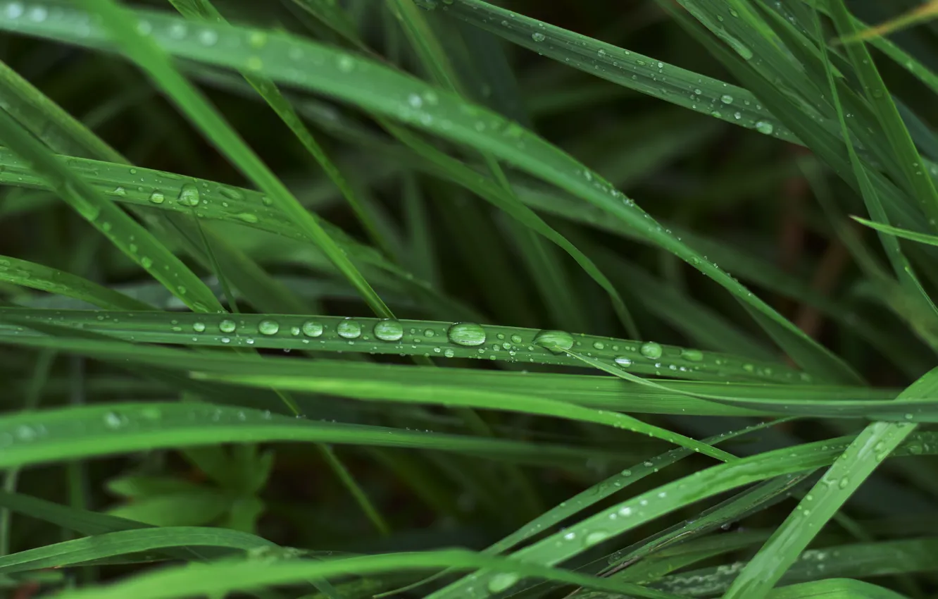 Photo wallpaper grass, drops, macro, nature
