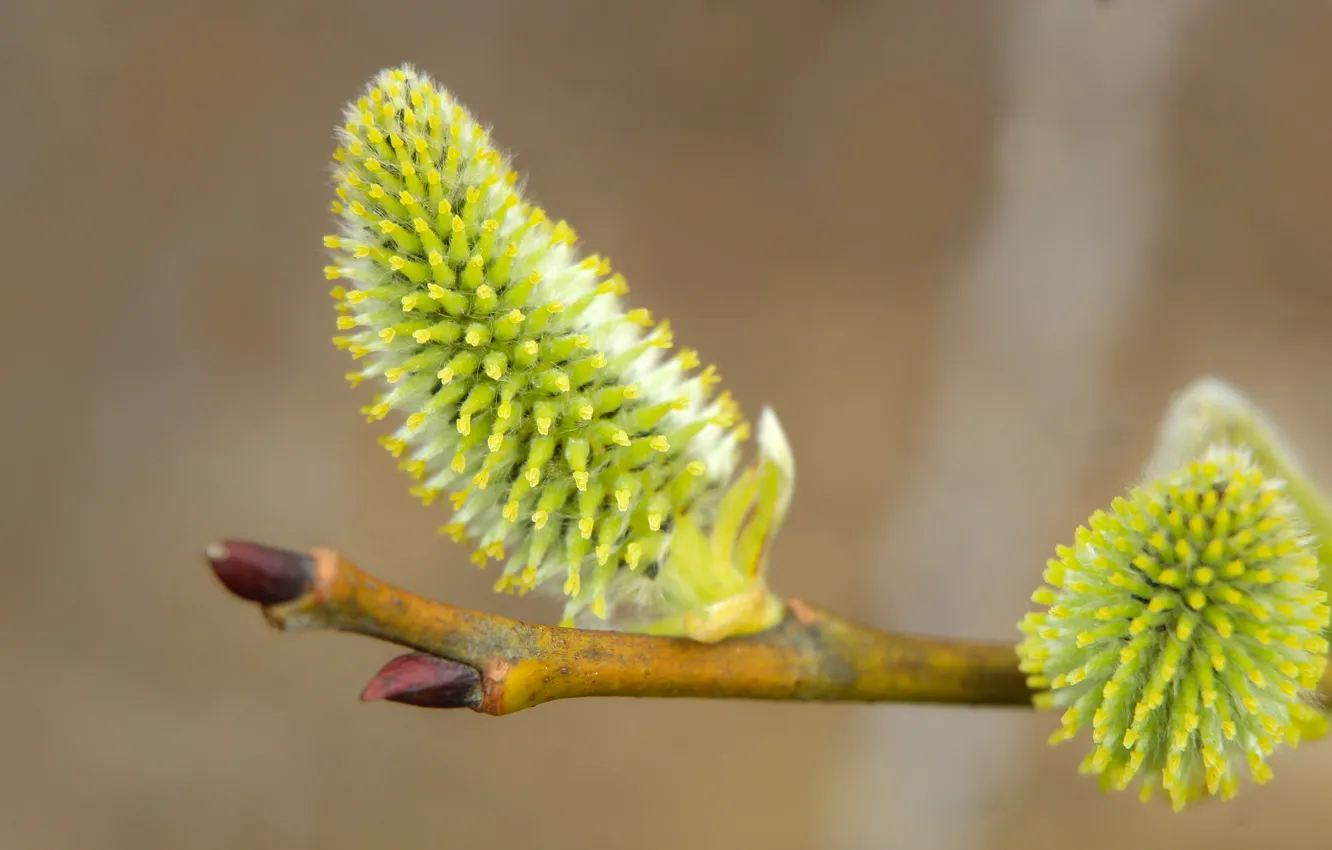 Photo wallpaper spring, twig, base kitten