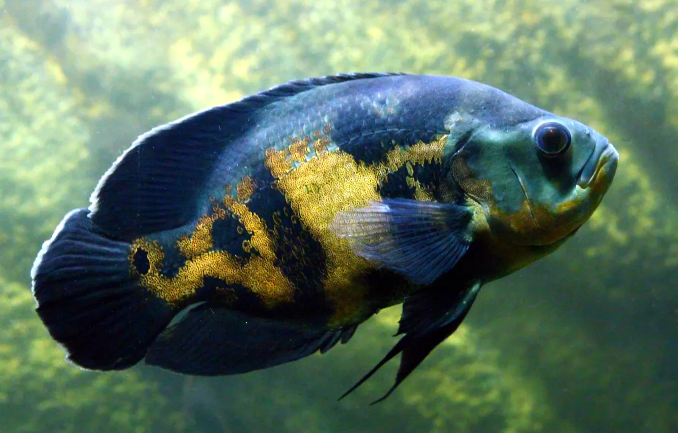 Photo wallpaper animals, fish, aquarium, undersea world, cichlid, astronotus
