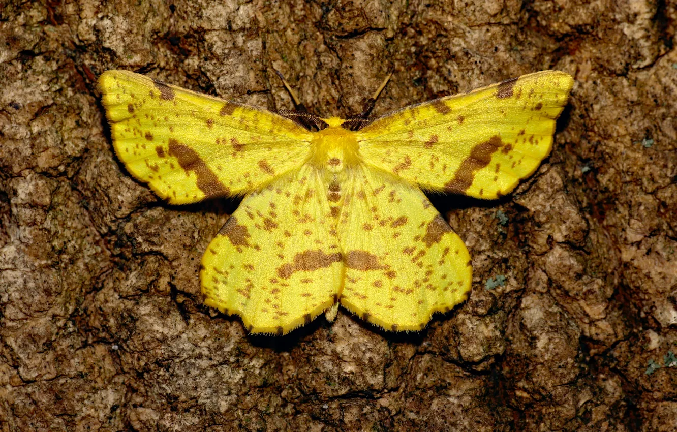 Photo wallpaper microsemi, wings, Butterfly, insect, bark, beautiful, closeup, the trunk of the tree