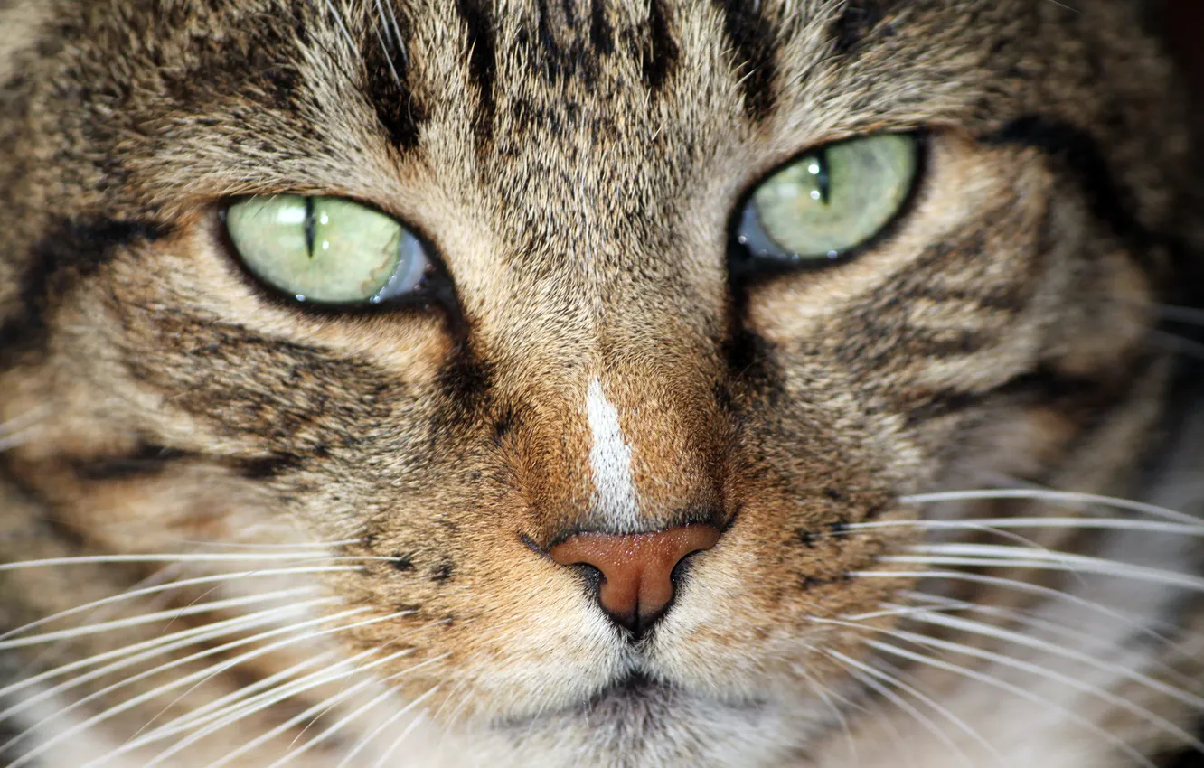 Photo wallpaper cat, look, face, animal, closeup