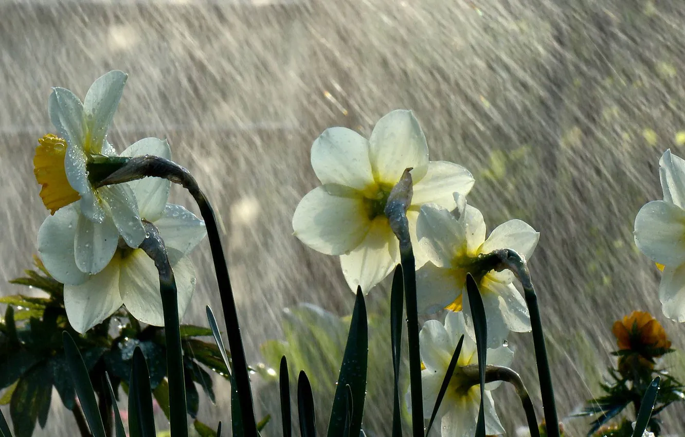 Photo wallpaper summer, drops, macro, flowers, rain, white, daffodils